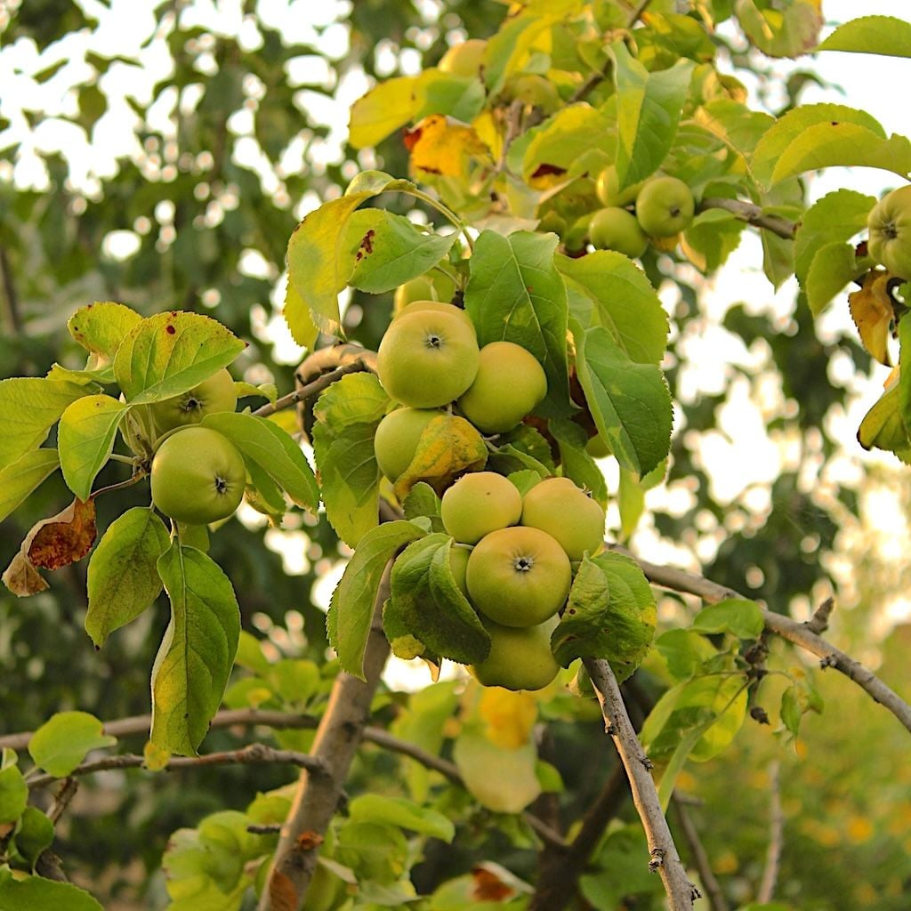 Pommier adulte de cultivar Golden Delicious