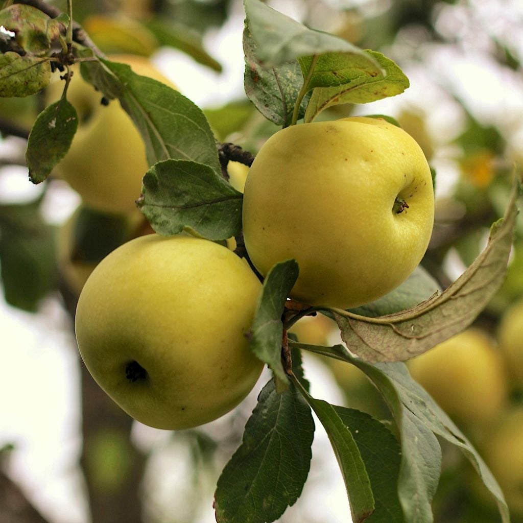 Pommier Golden