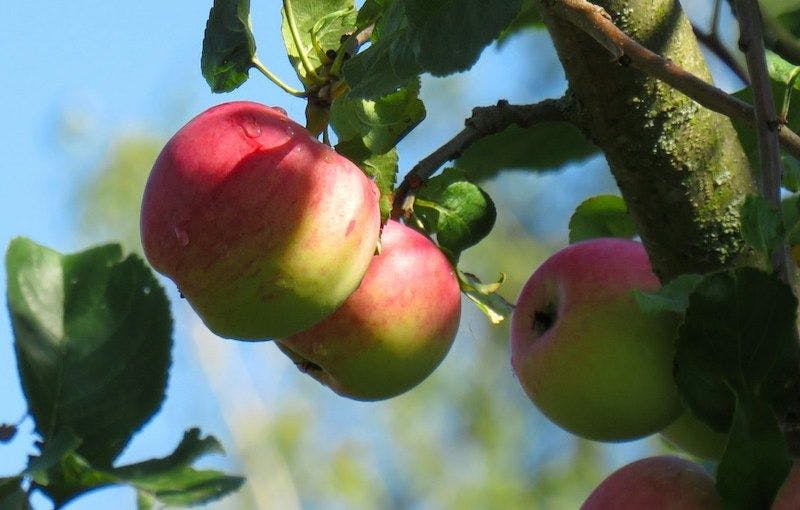 Pommier avec 3 pommes