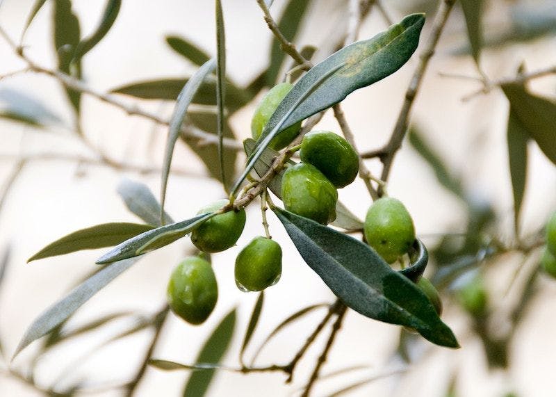 Branche d'olivier avec des olives vertes