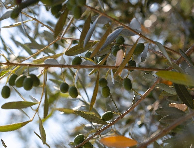 Branche d'olivier avec des olives
