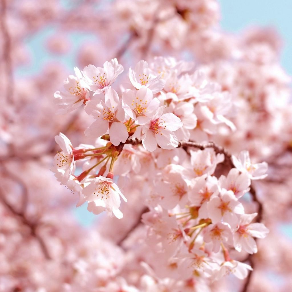 Cerisier du Japon, Sakura