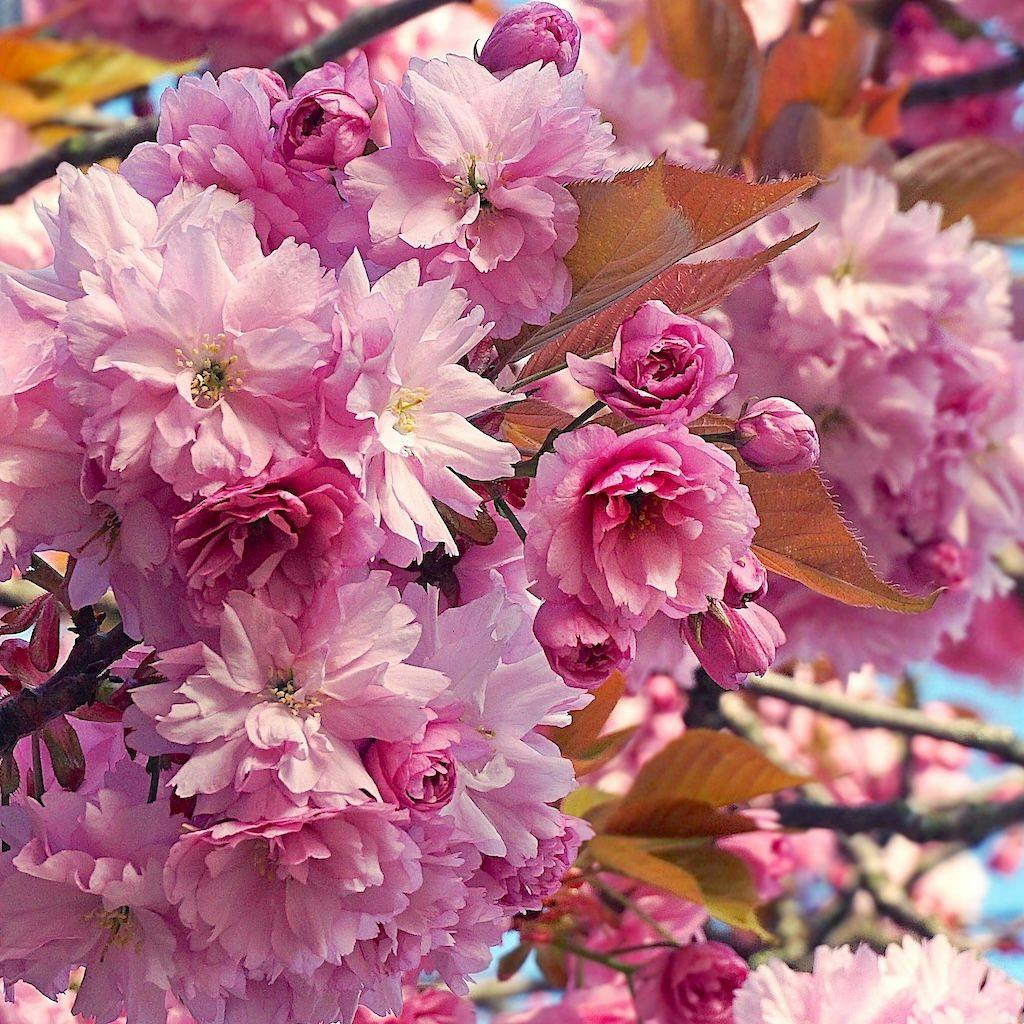 Un cerisier du Japon adulte en fleur