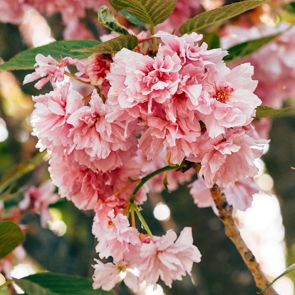 Cerisier Kanzan en fleur