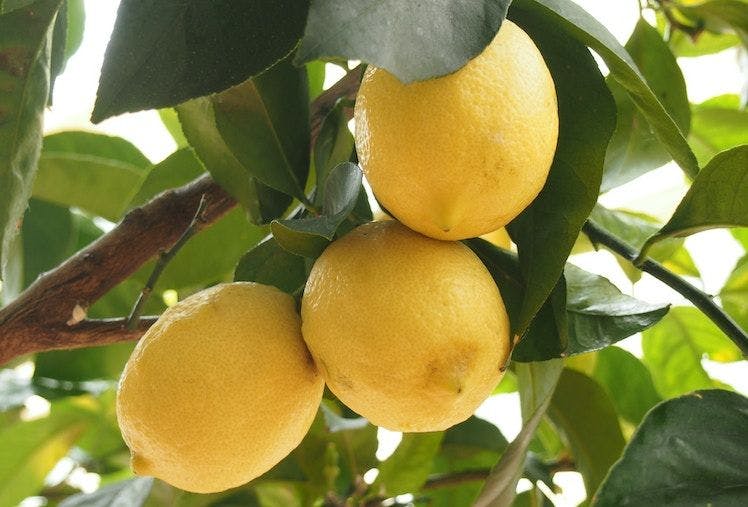 Citrons sur un citronnier en pot