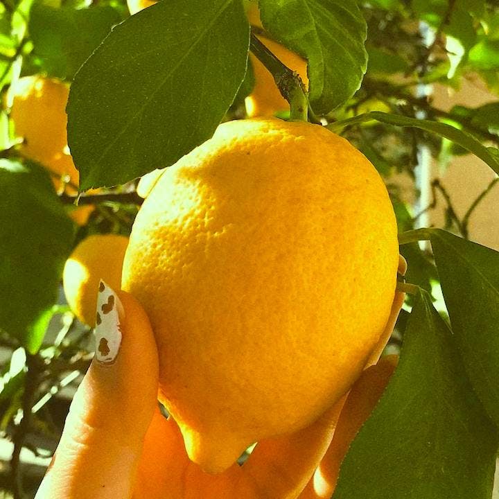 Un personne qui cueille un citron 4 saisons