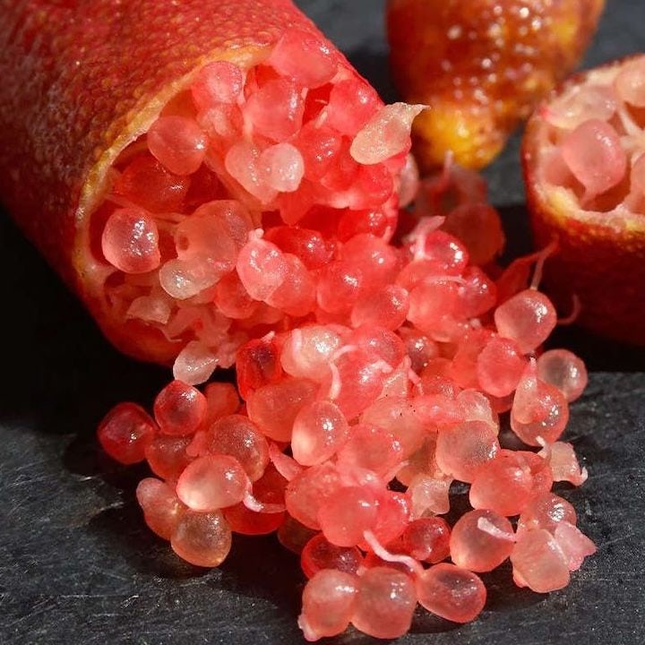 Citronnier Caviar Rouge
