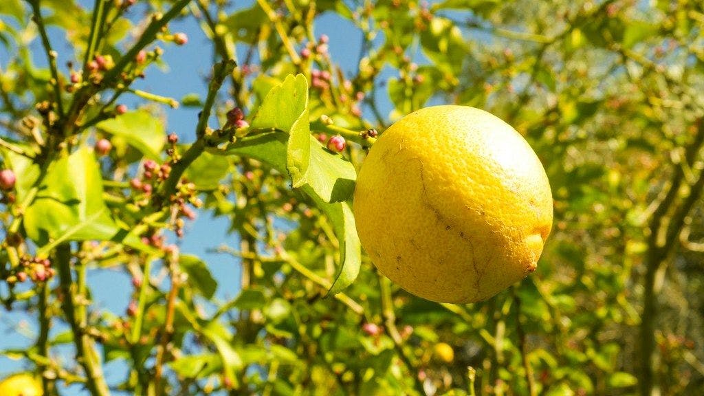 Un citronnier des 4 saisons de variété Eureka avec un citron sur une branche