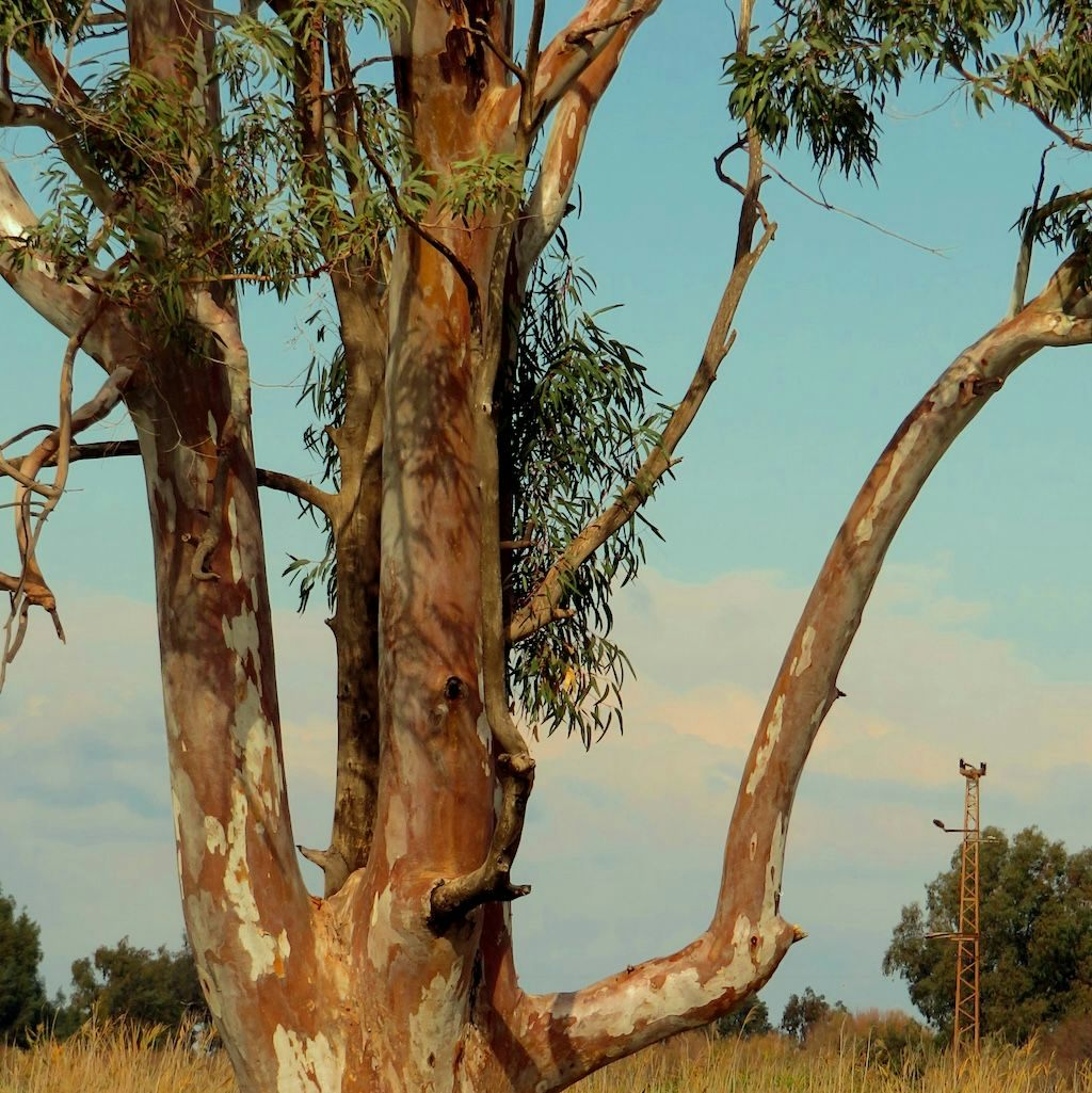 Eucalyptus Adulte (camadulensis)