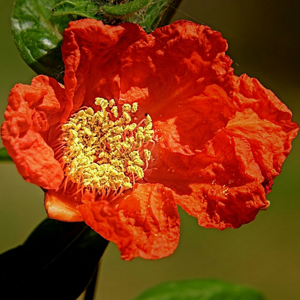 Fleur rouge de Grenadier