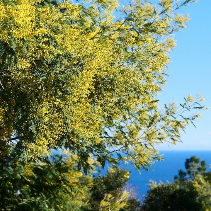 Mimosa Grande taille