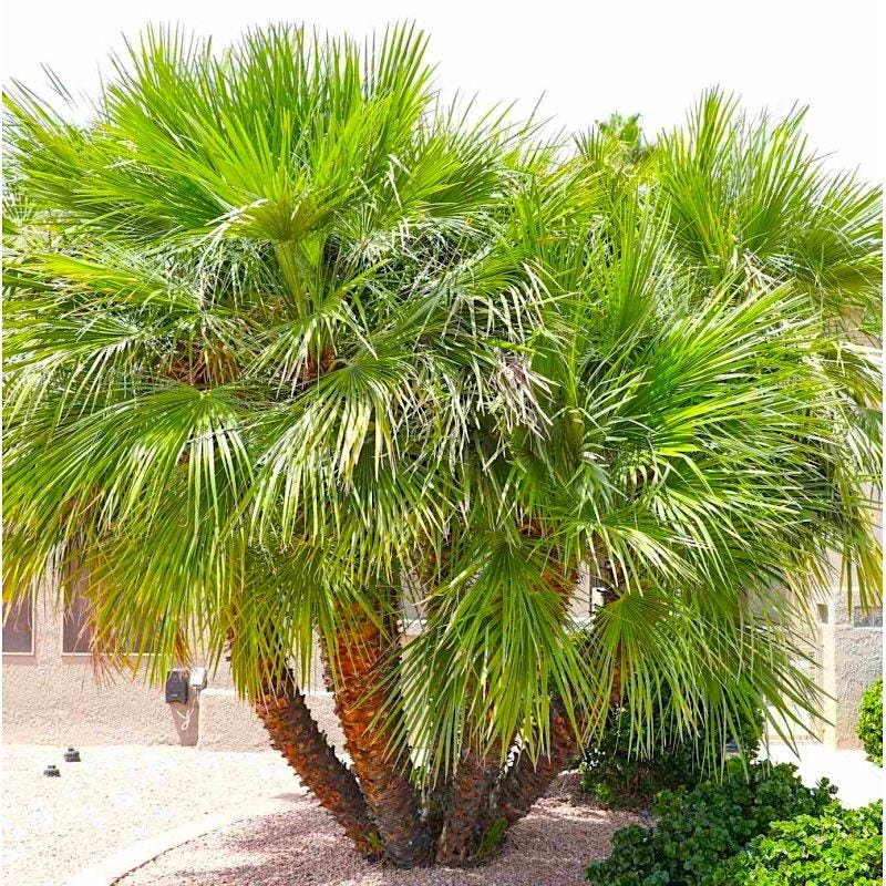 Palmier nain de Méditerranée