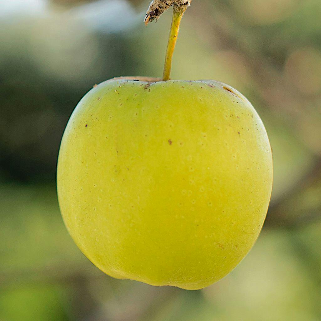 Une pomme Golden Delicious pendue à un pommier
