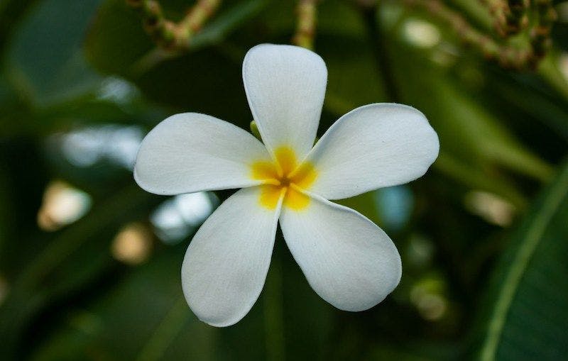 Une fleur de Frangipanier blanc